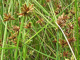 Cyperus trachysanthos