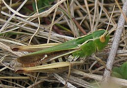 Weiblicher Heidegrashüpfer (Stenobothrus lineatus)