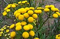 Tanacetum vulgare