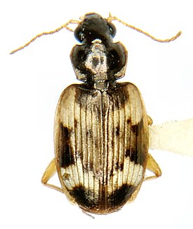 Tetragonoderus fasciatus