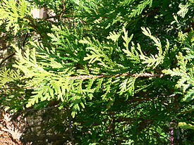 Thuja occidentalis