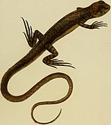 Uranoscodon superciliosus