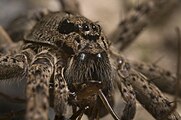 Dolomedes III by Bryce McQuillan