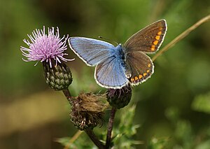 גיננדרמורף של פרפר ממין כחליל השברק (Polyommatus icarus)