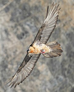Bearded vulture in flight, by Giles Laurent