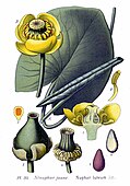 Gelbe Teichrose (Nuphar lutea)