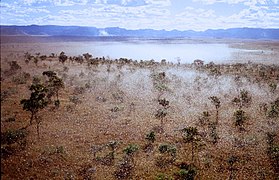 Vue aérienne d'un essaim de criquets migrateurs à Madagascar.