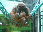 Orangutang.