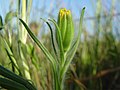 Achyrachaena mollis, endemismo della California