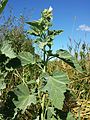 Алтей лекарственный (Althaea officinalis)