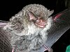Ashy-gray tube-nosed bat in flight
