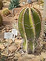 Astrophytum ornatum, Ботаничка градина, Бон, Германија