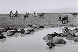 Buffalo soaking in a mud hole, 1946