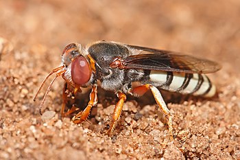 Bembix sp. sand wasp