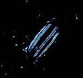 Image 25A Euplokamis comb jelly is bioluminescent. (from Animal coloration)