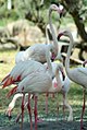 Image 3Greater flamingos (Phoenicopterus roseus) are native to Bahrain. (from Bahrain)