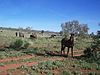 Brumbies near the Sandover Highway in the Northern Territory, 2006