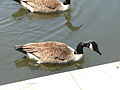 Canadian Goose (Branta canadensis)