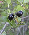 The Carissa ovata fruit, or Bush Plum is featured in acrylic dot paintings by indigenous artist Josepha Petrick Kemarre.