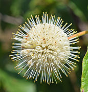 Cephalanthus occidentalis, buttonbush flower