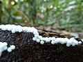 Ceratiomyxa sphaerosperma の子実体