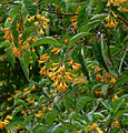 Cestrum aurantiacum