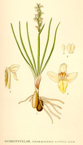 Chamorchis alpina