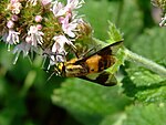 Пестряк украшенный (Chrysops viduatus)