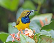 sunbird with yellow underparts, green upperparts, and a blue throat