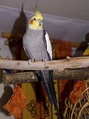 A grey parrot with white wings (except for the edges), a red cheek, and a yellow head