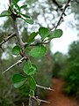 Commiphora simplicifolia