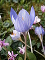 Crocus speciosus 'Artabir'