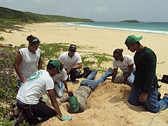 Volunteers relocating sea turtle nests at Culebra NWR.