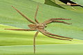 Adult male, resting on leaf, from Honduras