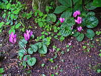 Two plants in a garden in Karlsruhe, Germany