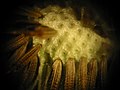 A microscopic view of a dandelion "clock" showing the receptacle and the cypselas.