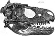 Daspletosaurus