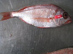 Dentex macrophthalmus