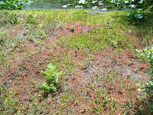 Part of the floating mat of vegetation.