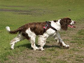 Springer anglais (English Springer Spaniel)