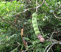 Pod (fruit)