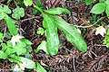 Erythronium helenae