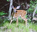 Fawn in a forest