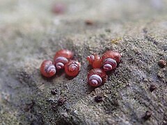 Georissa shikokuensis (Hydrocenidae).