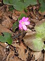 Anemone hepatica pink form