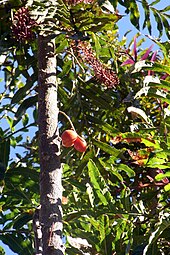 tree with red fruit