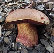 Le Bolet cuivré (Imperator luteocupreus), toxique.