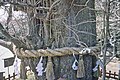 Tree at Kamakura Hachiman shrine (see Minamoto no Sanetomo)