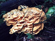 Laetiporus sulphureus