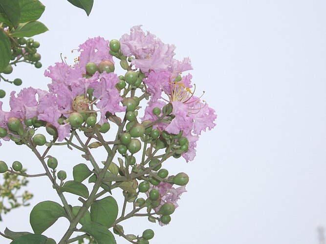 Лагерстромия индийская (Lagerstroemia indica)